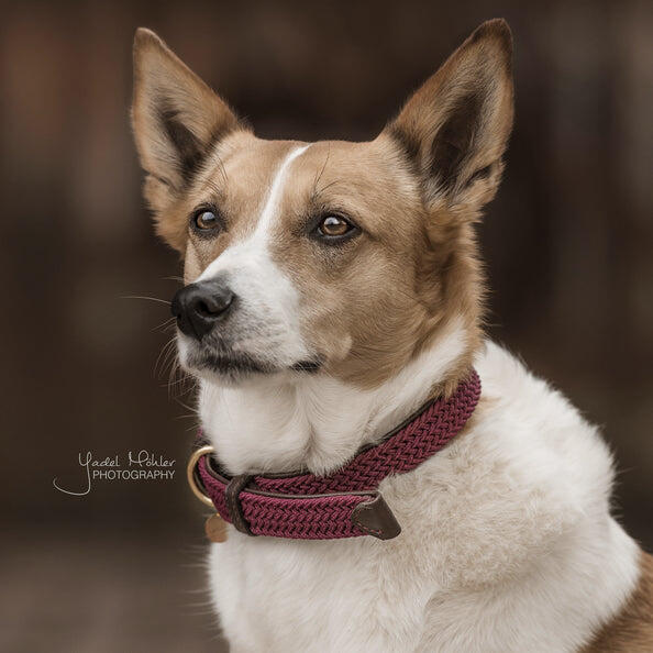 Collier pour chien en nylon tressé Kentucky