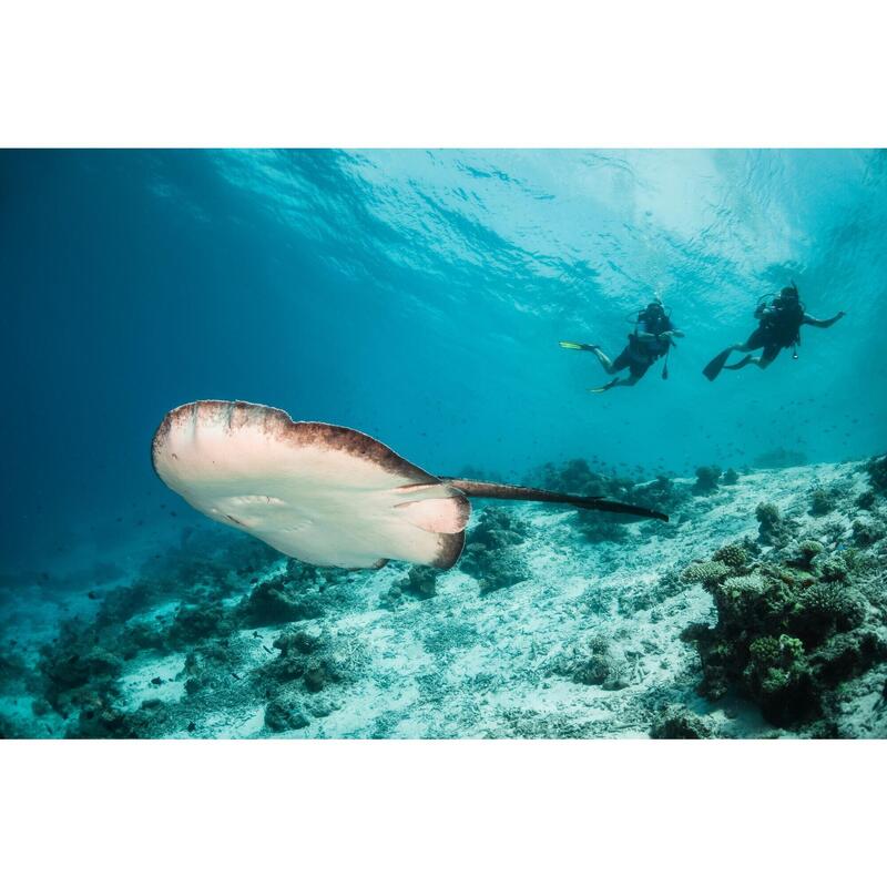 Plongez aux maldives sur une île locale