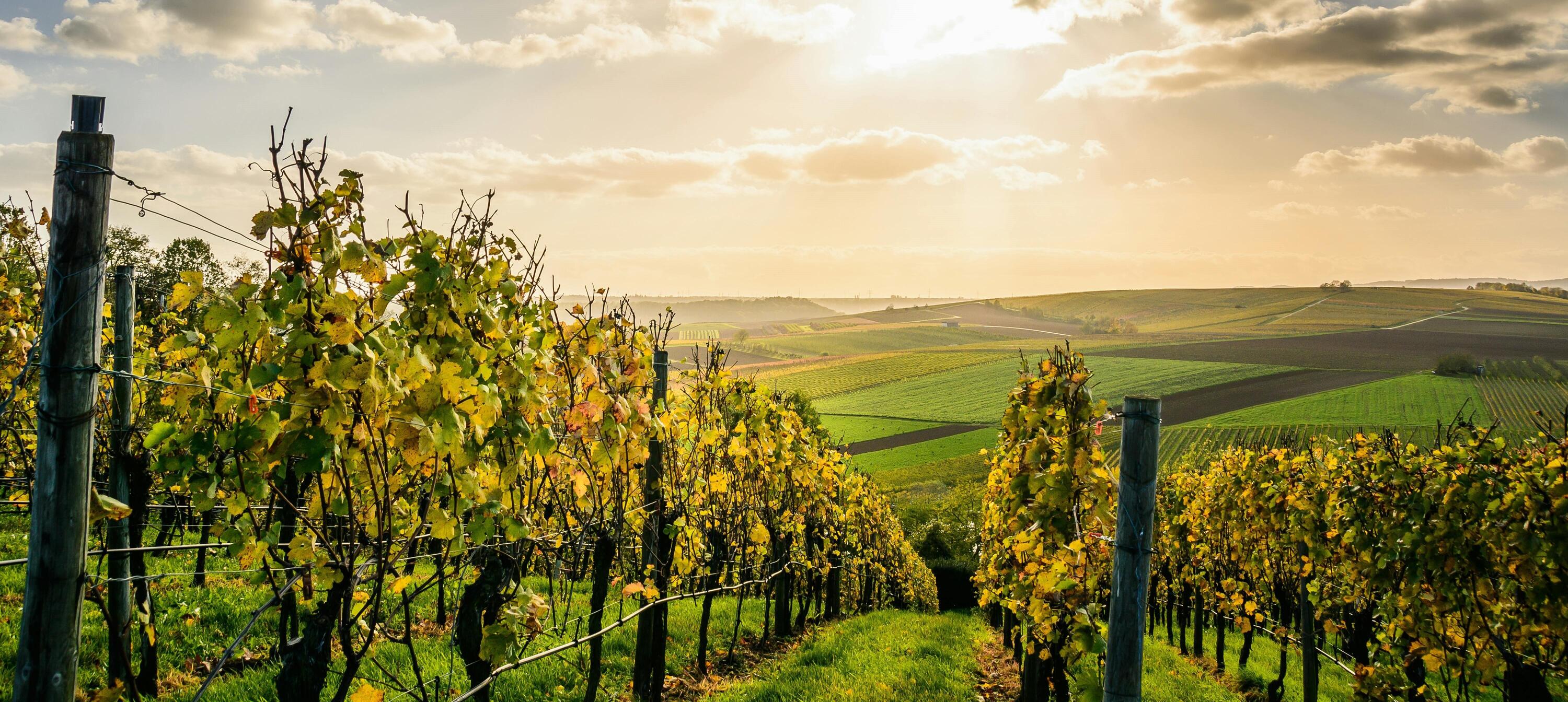 DECATHLON TRAVEL Wandelen in de wijngaarden van Bourgondië en de Côte de Nuits