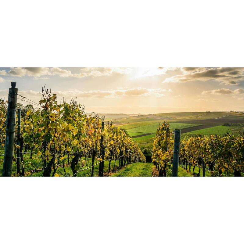 Randonnée dans le vignoble de Bourgogne et la Côte de Nuits