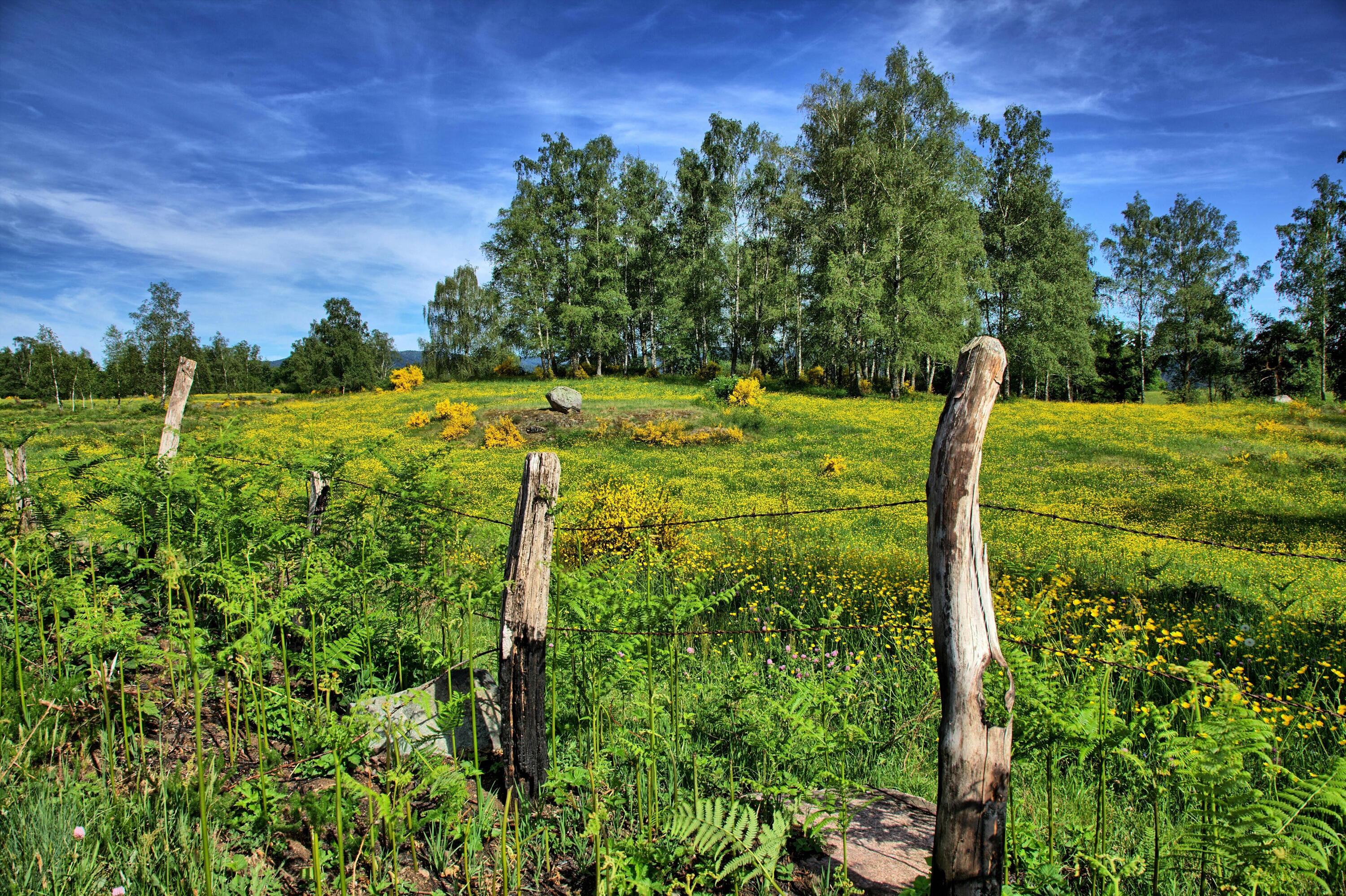 Wandelen en welzijn in de Hautes Vosges 1/1