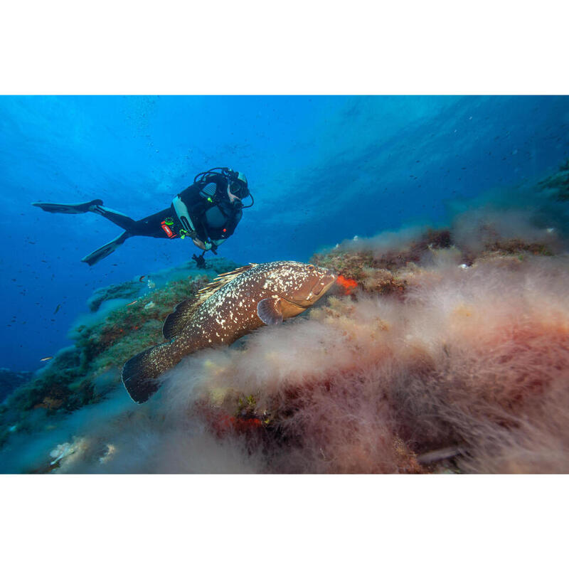 Ontdek duiken in Cozumel met PADI Open Water