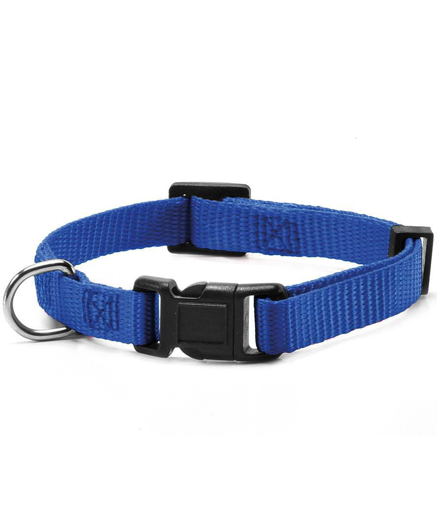 RECORD Collare in nylon per cani, 2,5 x 48-63 cm Blu
