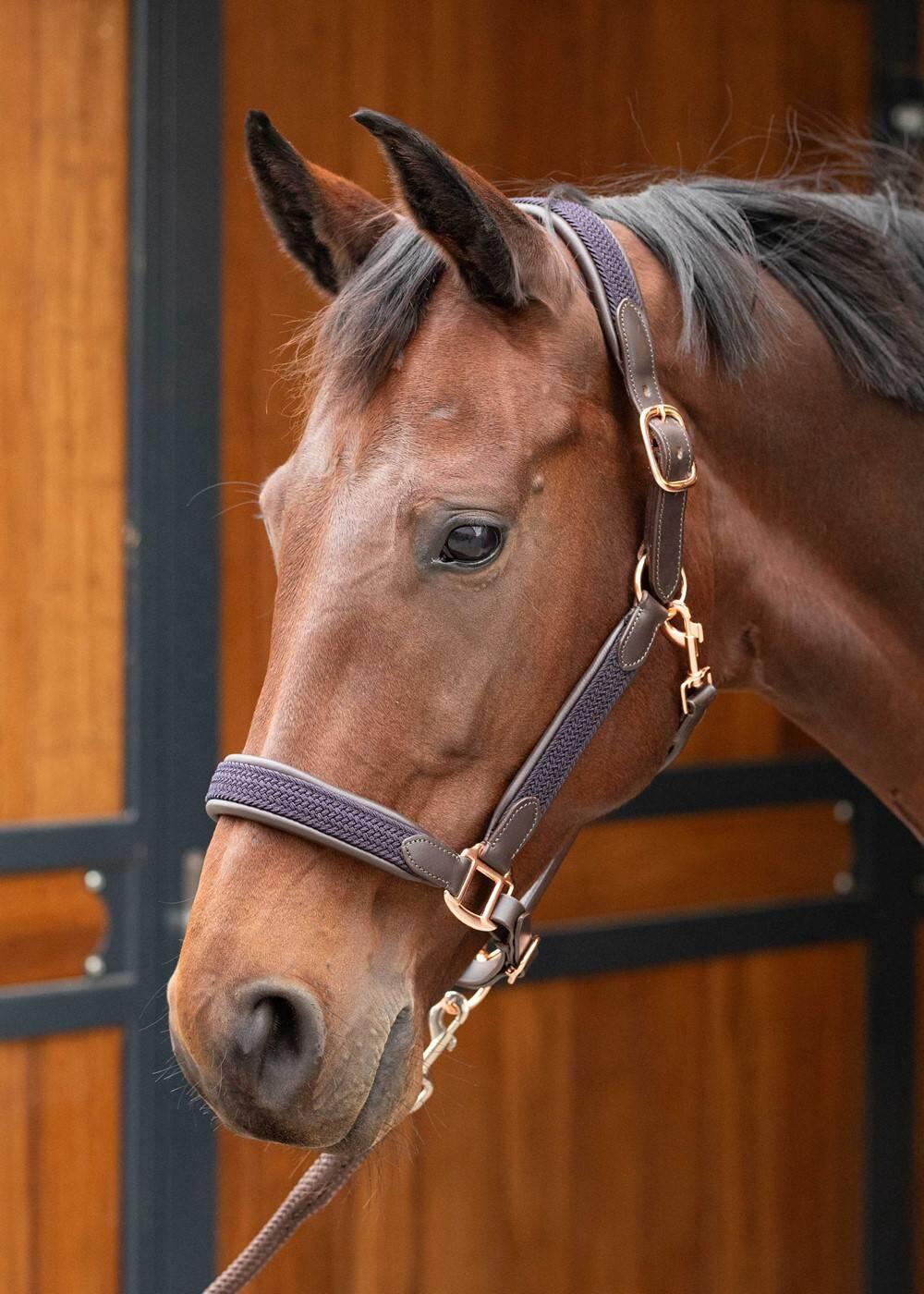 HARRYS HORSE picture