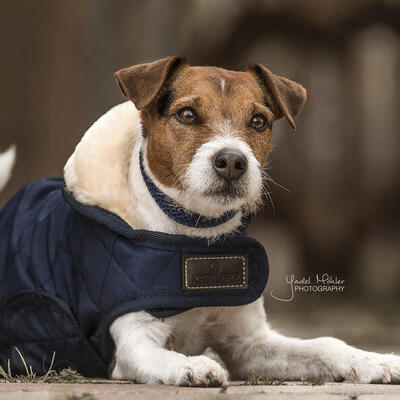 Kentucky Hundejacke Original