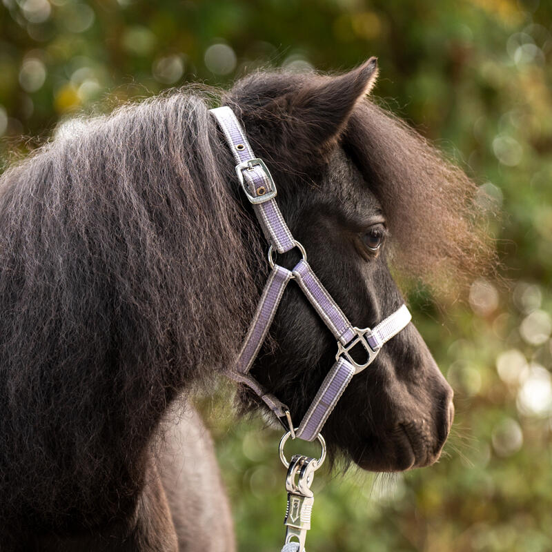 Licol pour cheval Kavalkade Shorty