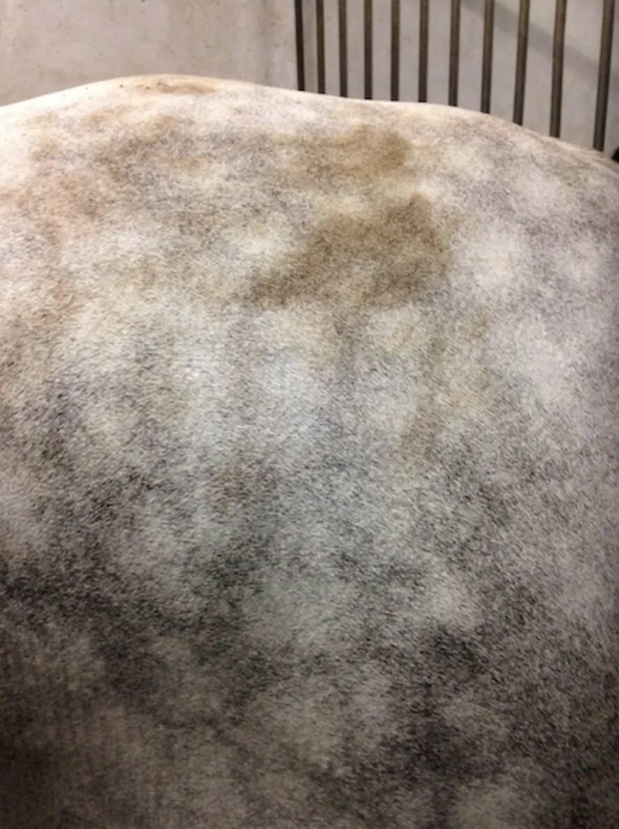 Easy Shine Mouss - Laboratoire Ravene 2/3