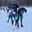 Ligne de cou 2 chiens bronze canicross, mushing – Inlandsis