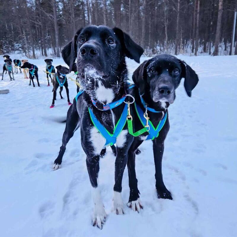 Ligne de cou 2 chiens bronze canicross, mushing – Inlandsis