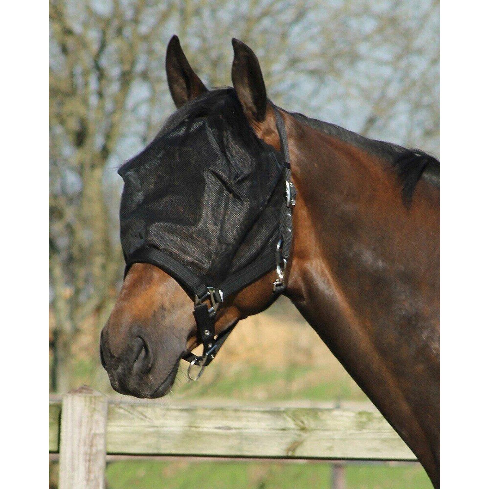 Halter with fly mask QHP