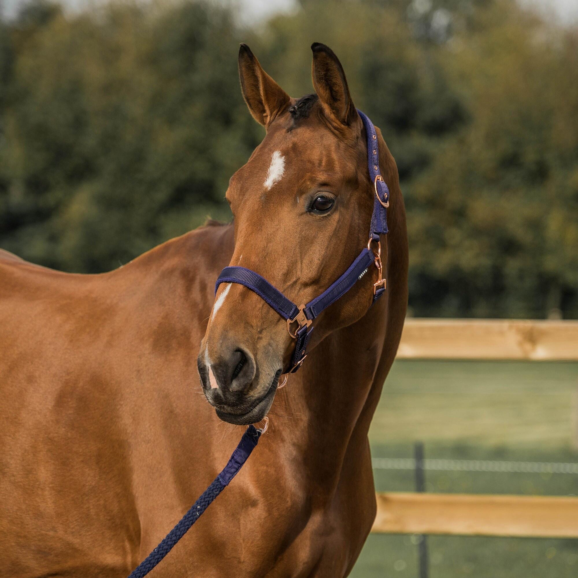 Cabestro para caballos HORKA Elegant 3/3