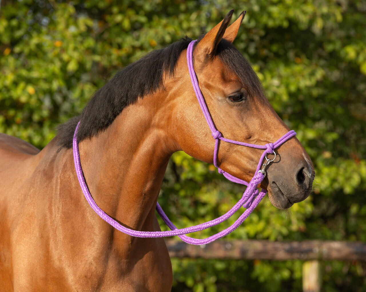 QHP Touwhalster met teugel - Pasion Flower (Cob) 3/3