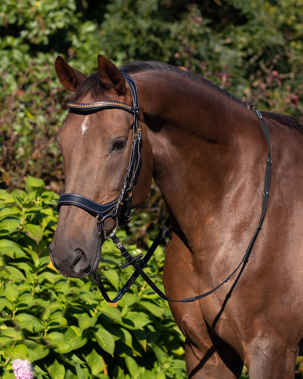 Briglie da equitazione QHP Devi 2/7