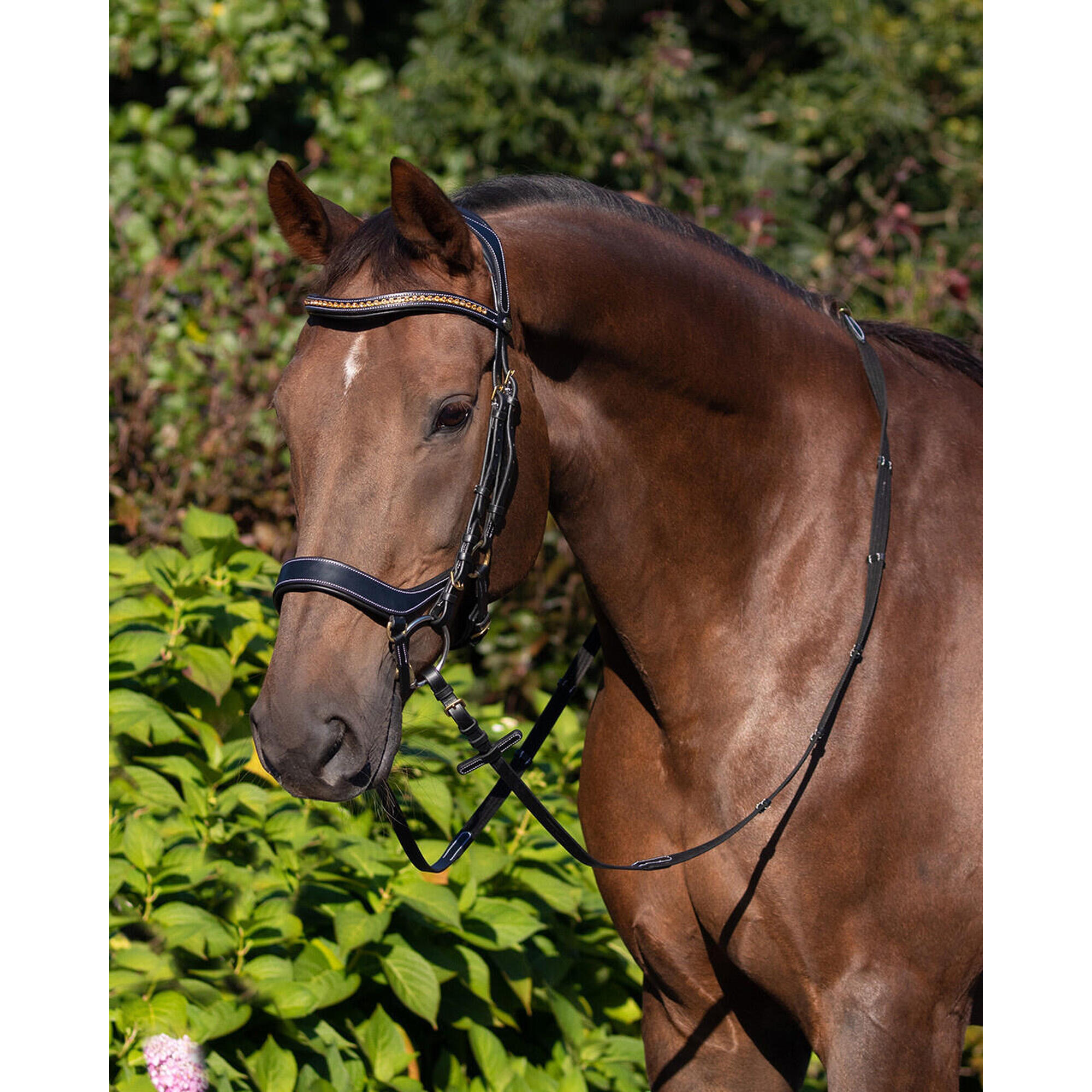 Bridles QHP Devi