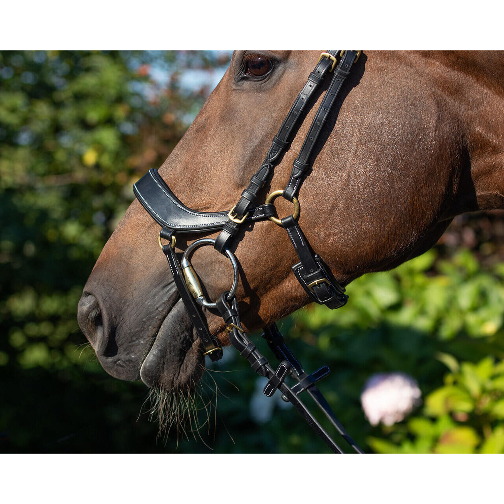 Bridles QHP Devi