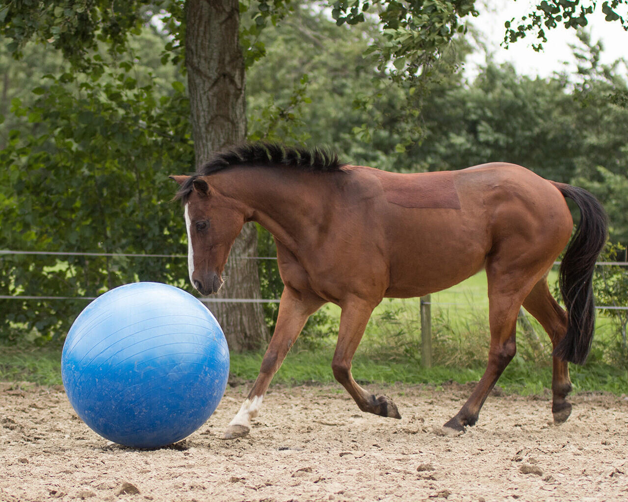 QHP Paardenvoetbal - Blauw 2/3