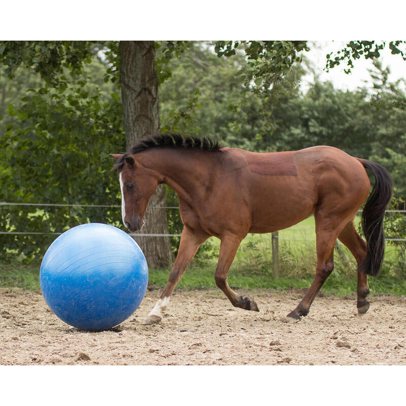 QHP Paardenvoetbal - Blauw