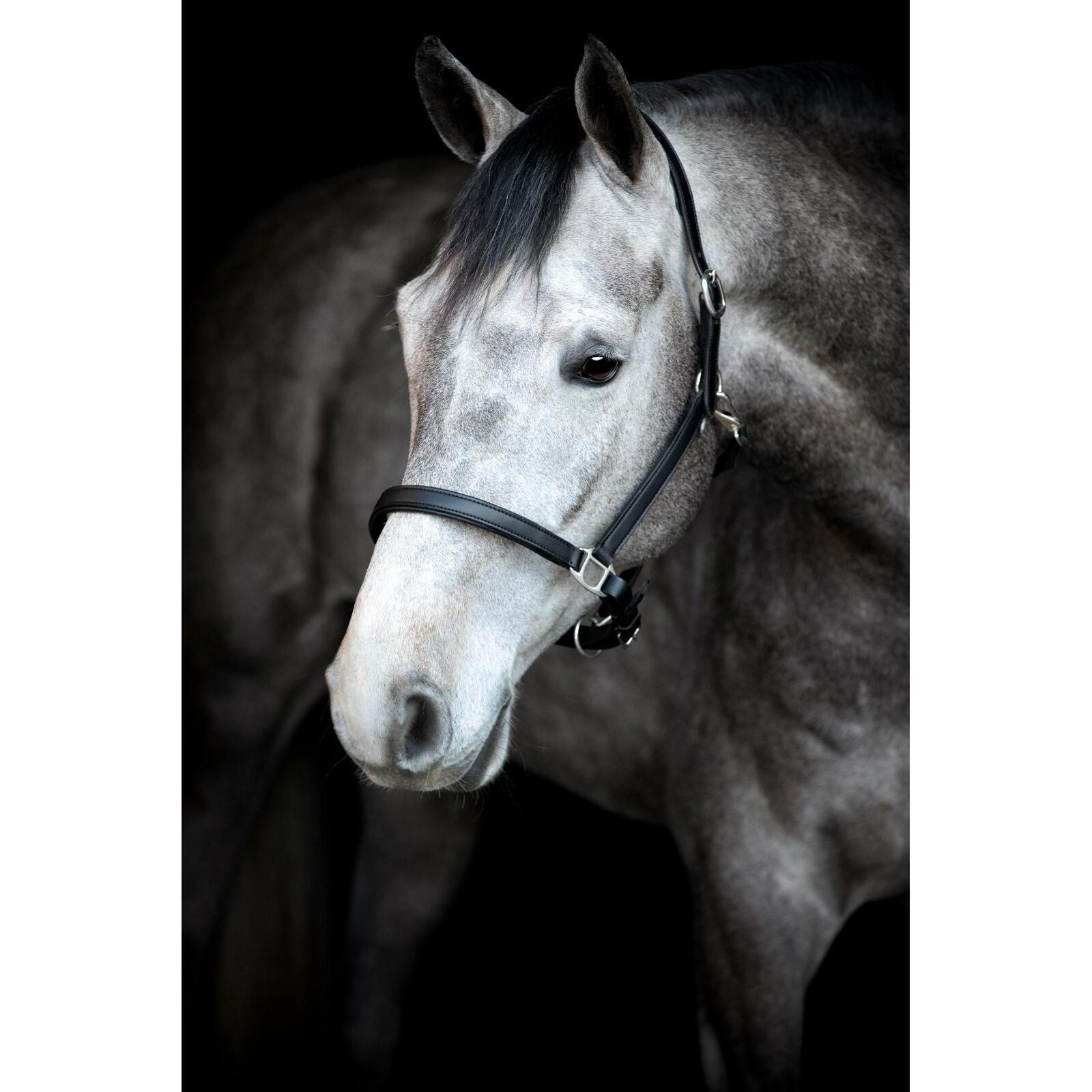Cavezza in cuoio per pony HorseGuard Sabine 2/6