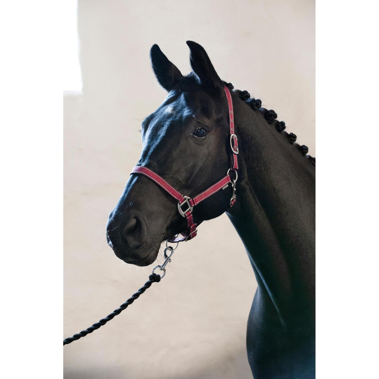 Cavezza per Shetland HorseGuard Rio 2/2
