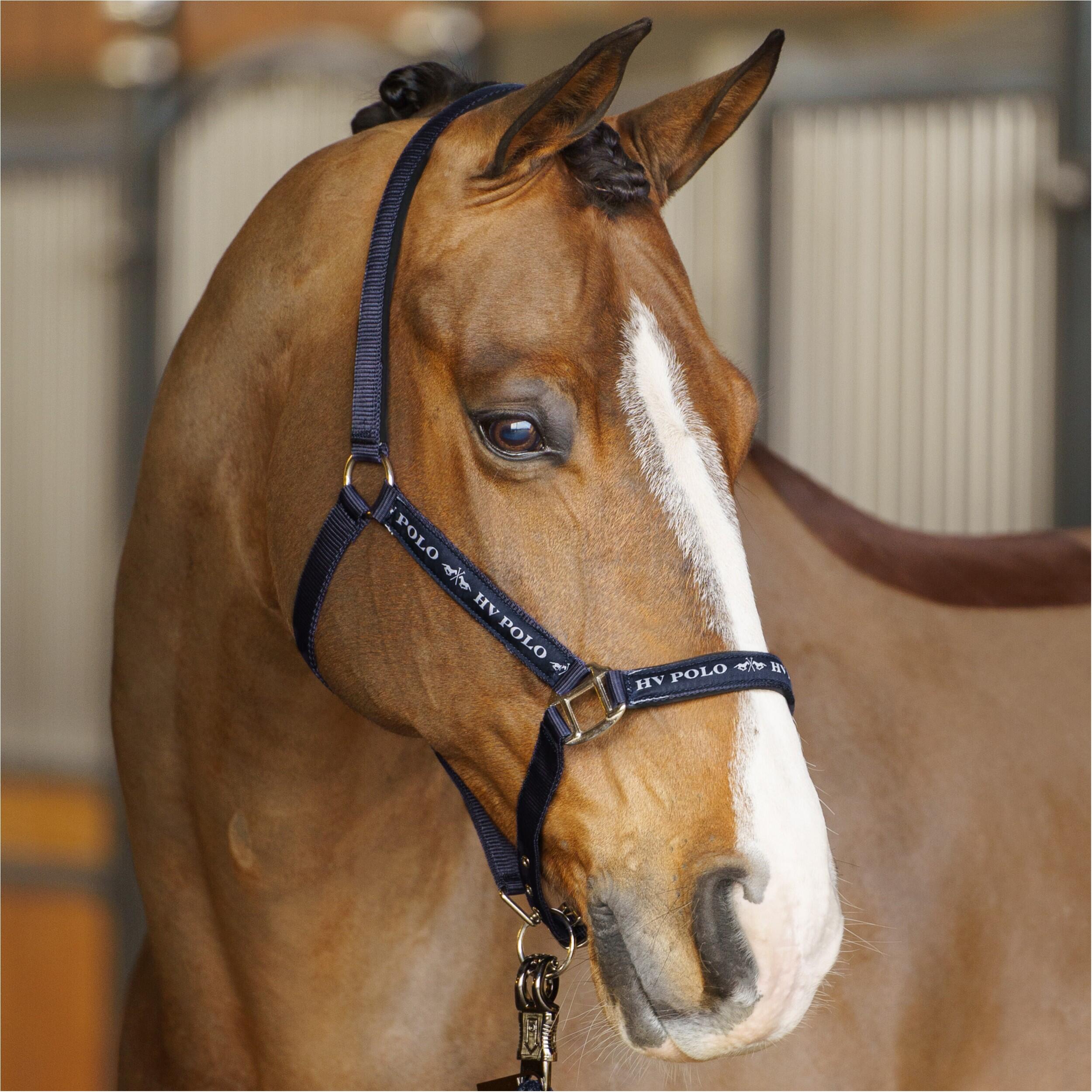 Licol pour cheval HV Polo Nena 2/5