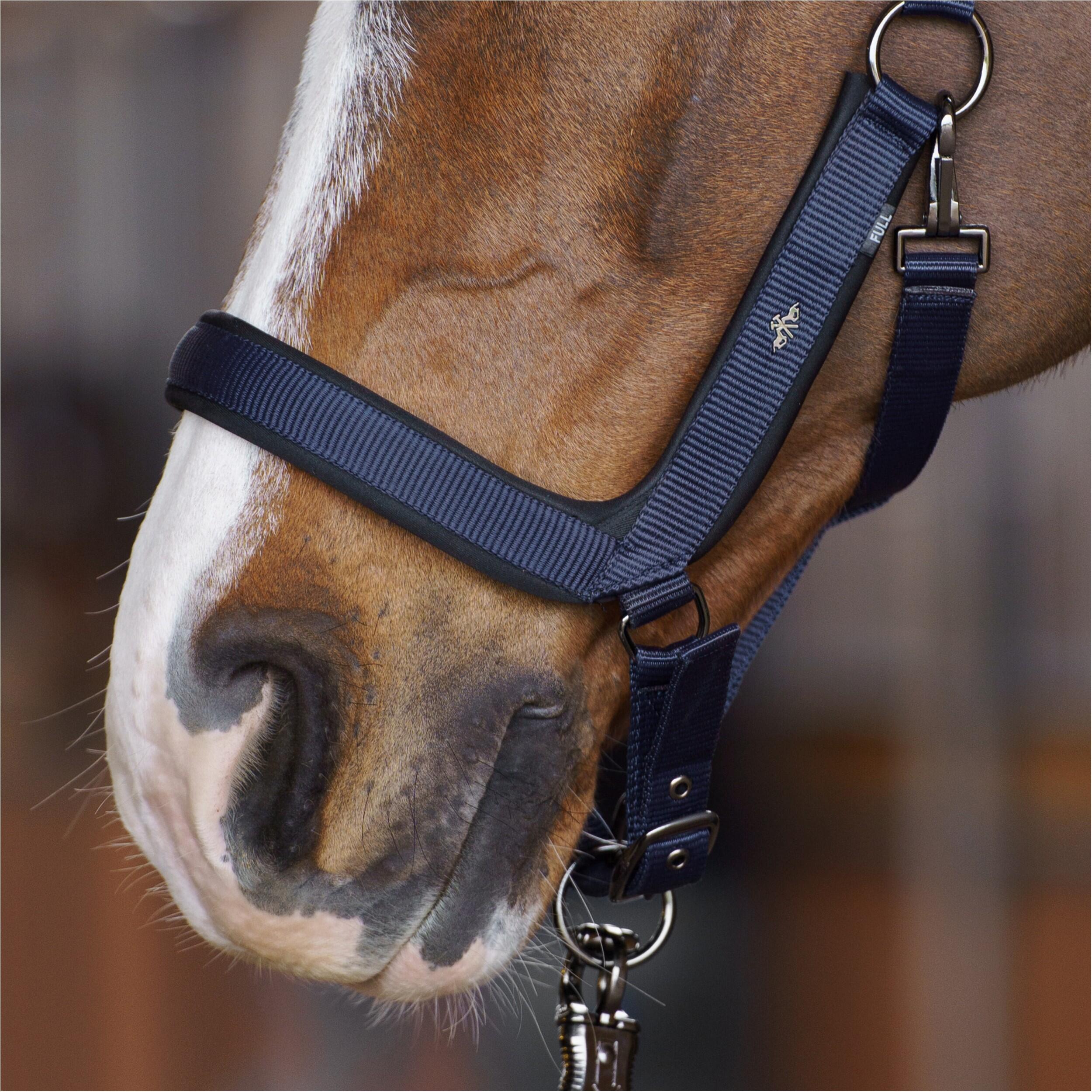 Licol pour cheval HV Polo Essential 3/3