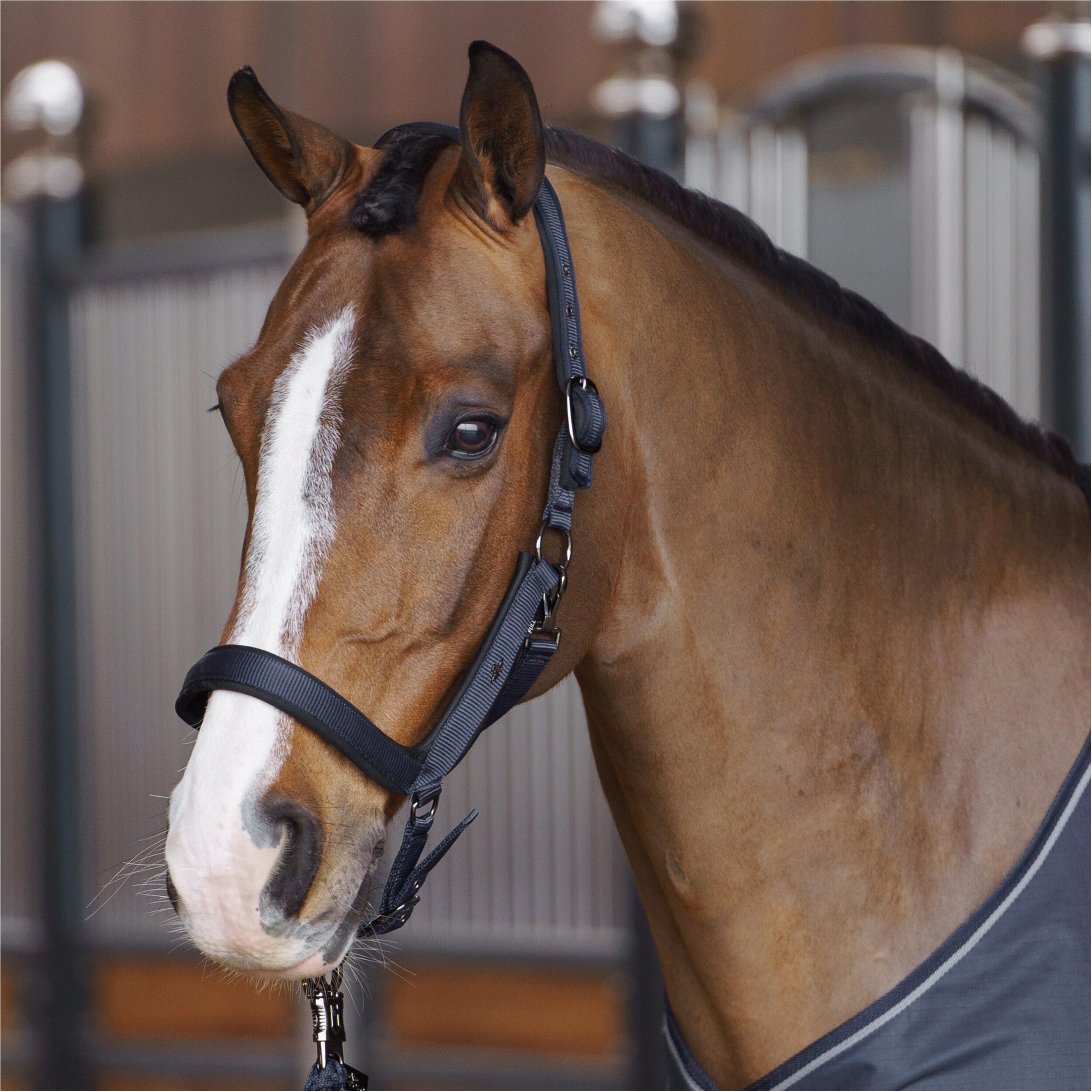 Licol pour cheval HV Polo Essential 2/3
