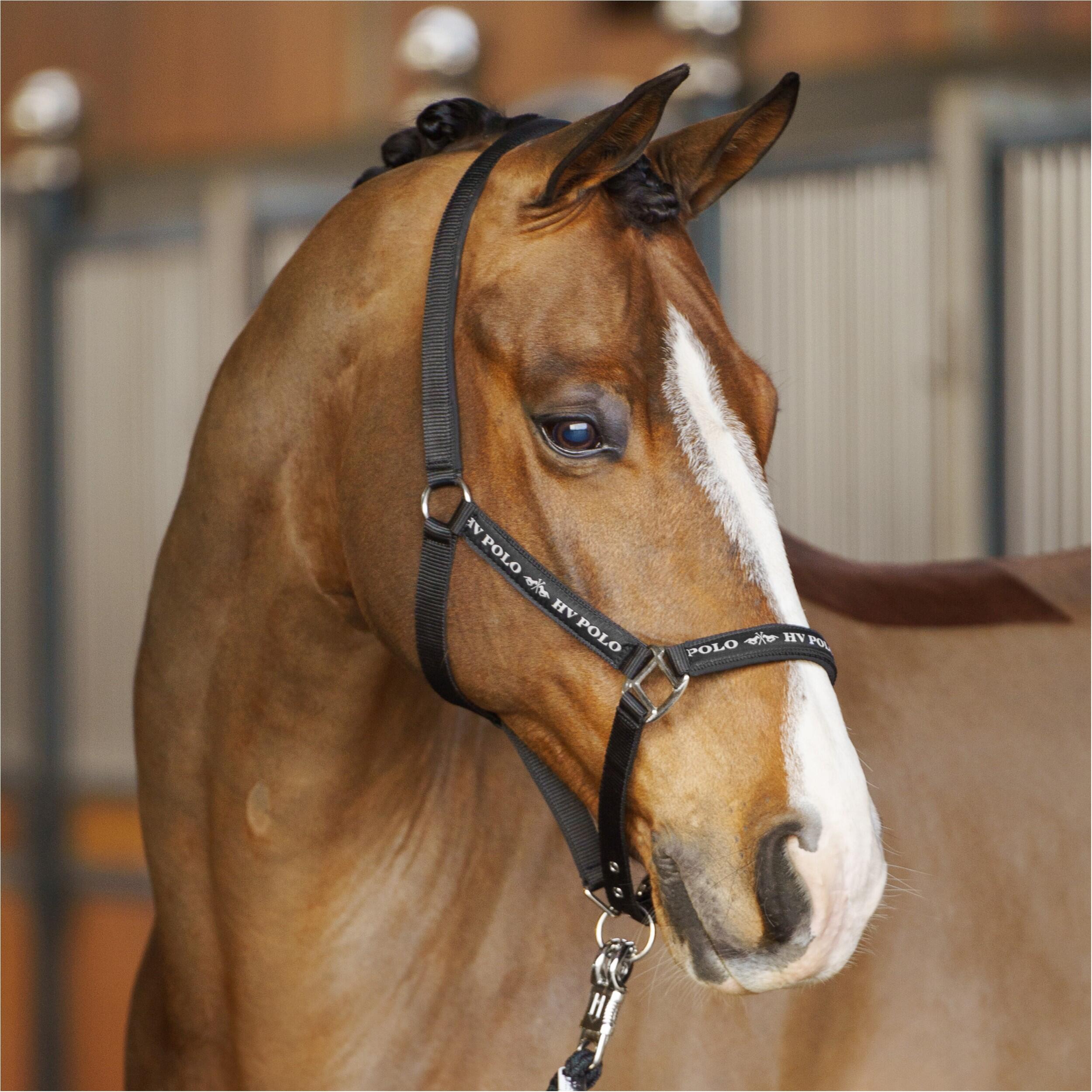 Licol pour cheval HV Polo Nena 2/5
