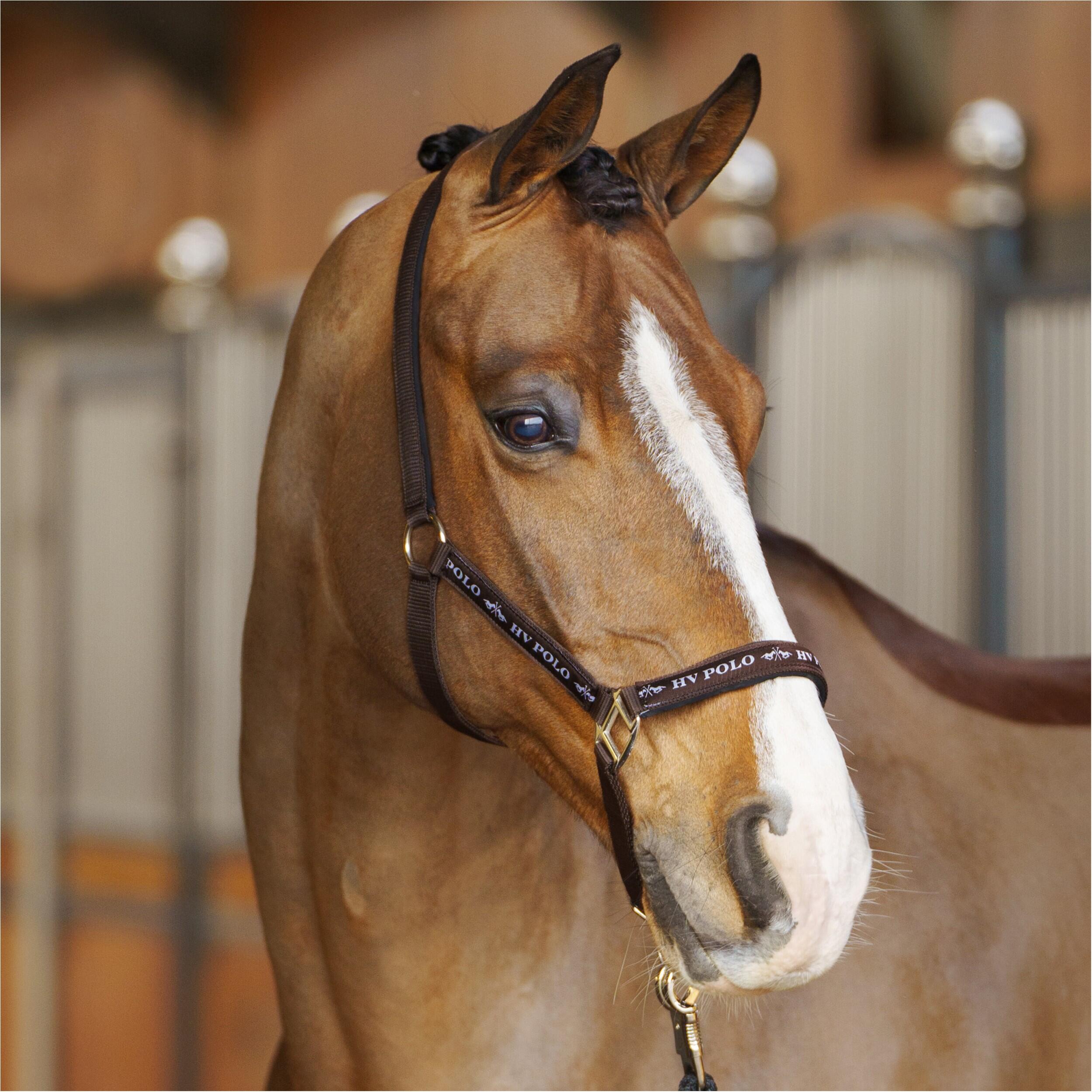 Halster voor paarden HV Polo Nena 2/3