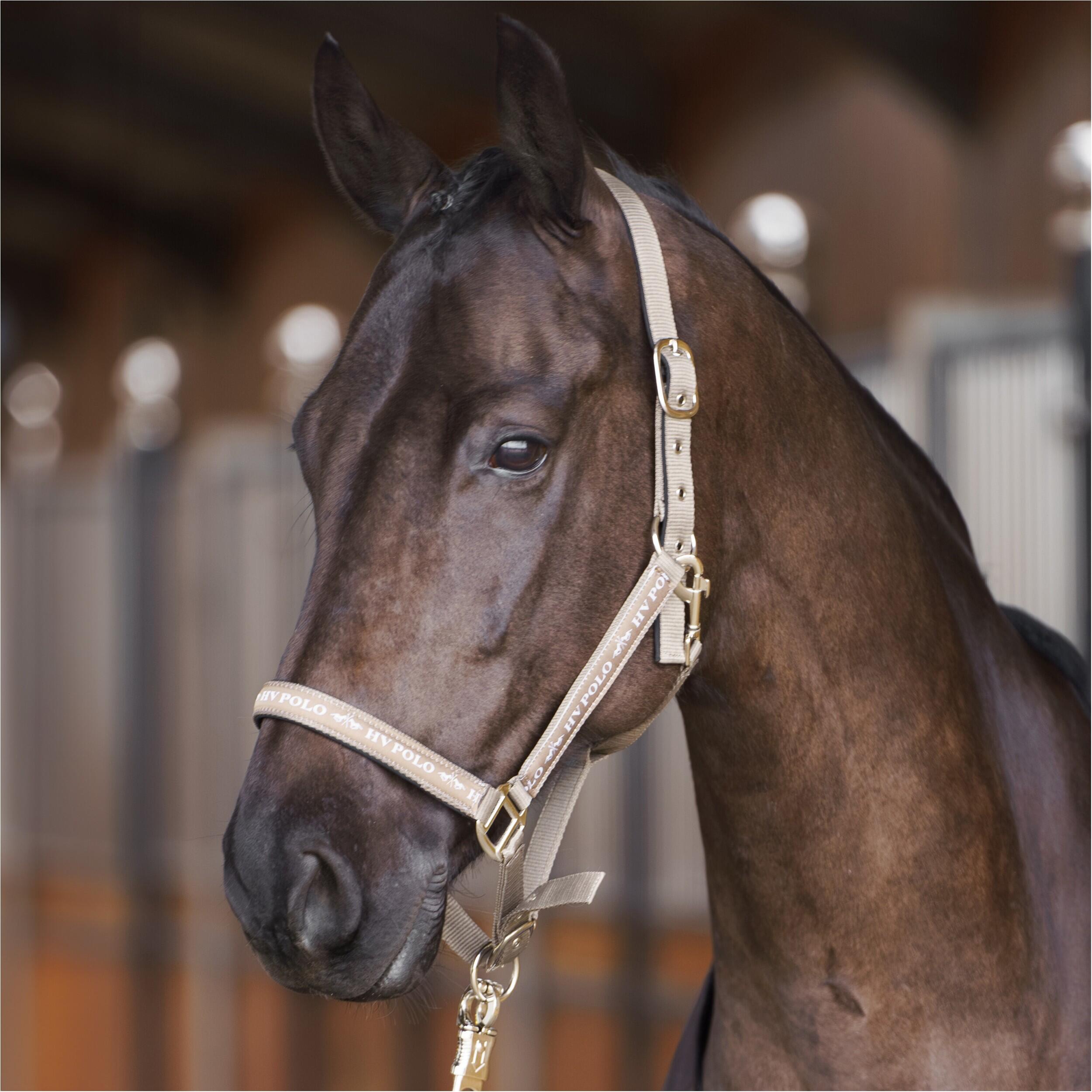 Nylon horse halter HV Polo Nena 2/3