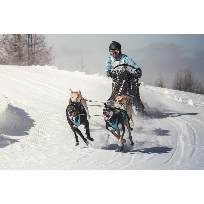 Ligne de cou 2 chiens bronze canicross, mushing – Inlandsis