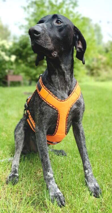 Peitoral para correr com cachorro ZeroDC Easy Peasy, laranja, tamanho S 2/3