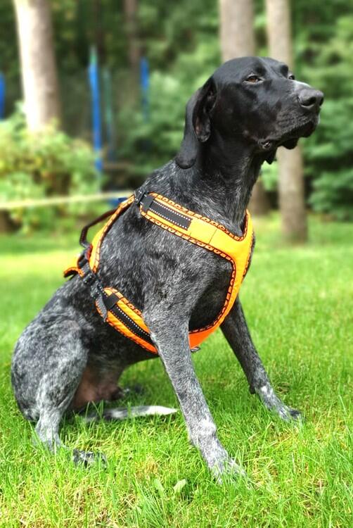 Peitoral para correr com cachorro ZeroDC Easy Peasy, laranja, tamanho S 3/3