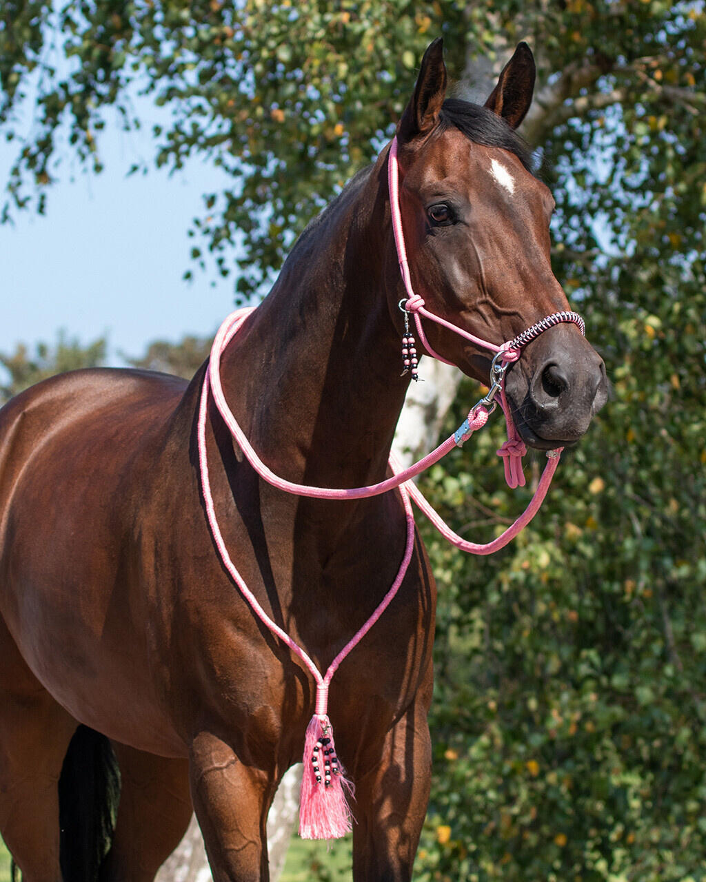 QHP Touwhalster & Neckrope Liberty - Flamingo Pink (Pony) (Pony) 2/7