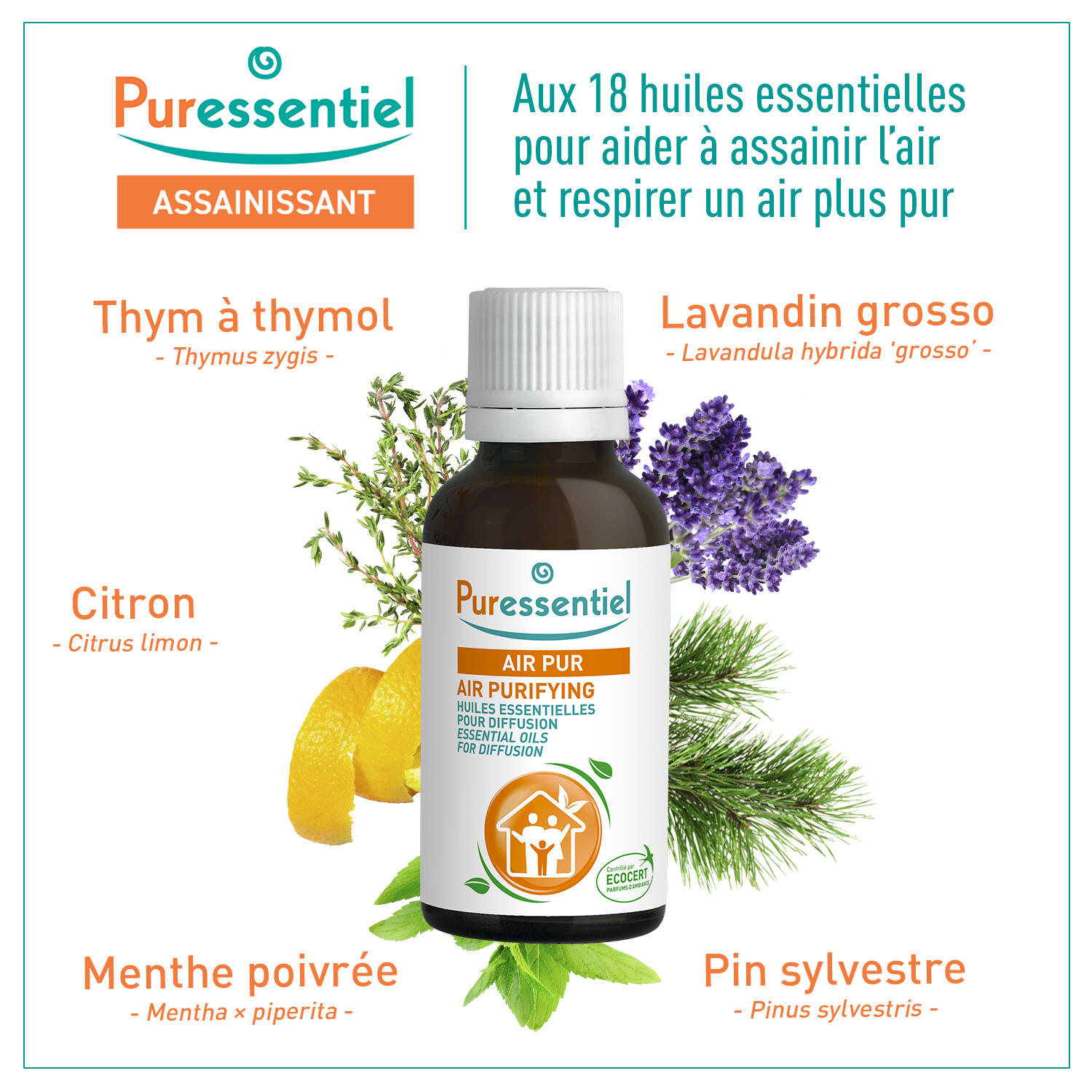 Huiles essentielles pour diffusion | Assainissant, aide à assainir l'air | 30 ml 2/3