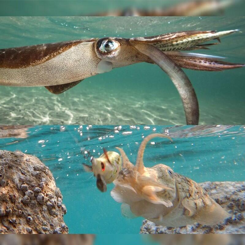 Squid Eging DTD WOUNDED FISH EGI |COLOR NATURAL WEEVER |MM 96 4/4