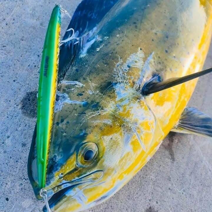 Hard Baits AKAMI WILD 190 |MM 190 |COLOR WHT 2/2
