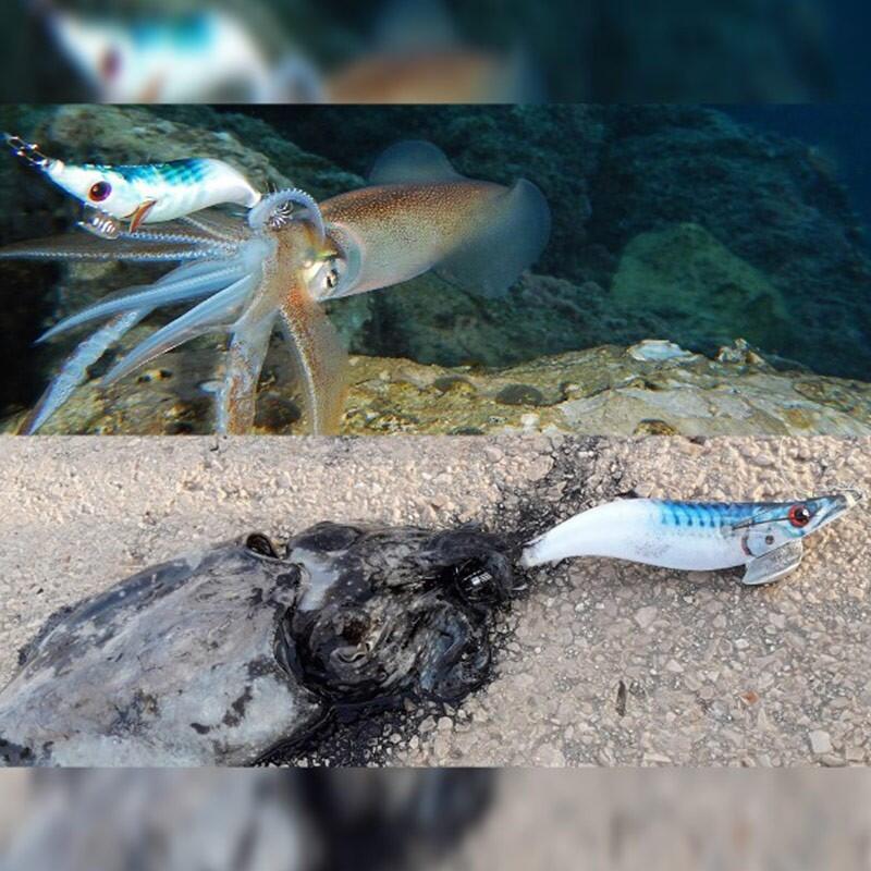 Squid Eging DTD WEAK FISH EGI |COLOR PAINTED COMBER |MM 78 4/4