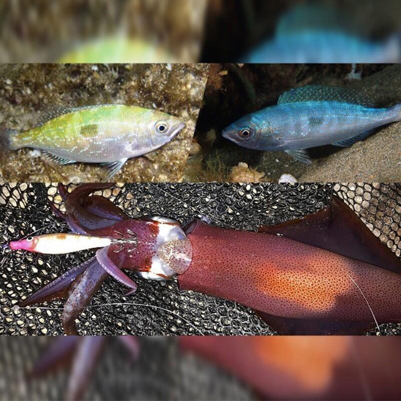 Squid Eging DTD SOFT GIRA|COLOR ORANGE|EGI 1.5|BODY LUMINOUS 2/2