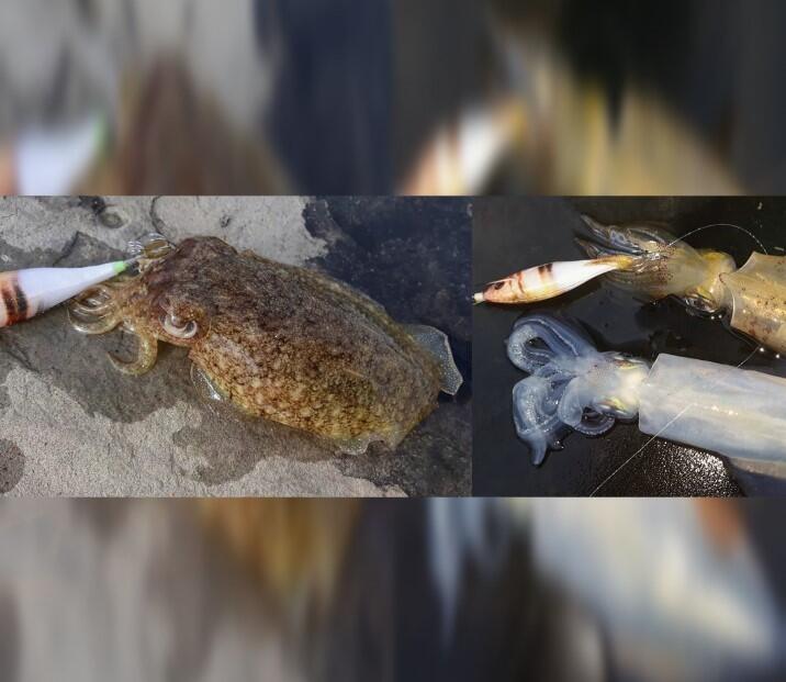 DTD Weak Fish Bukva 1.5 Castanuela - Prodotto Misterioso