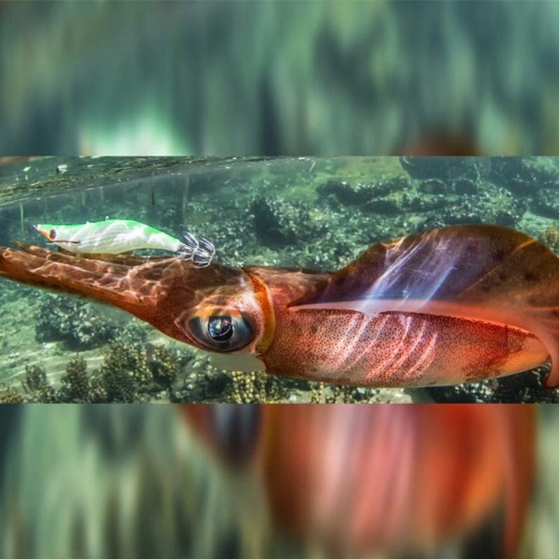 Squid Eging DTD DIAMOND OITA |COLOR RED |MM 78 3/3