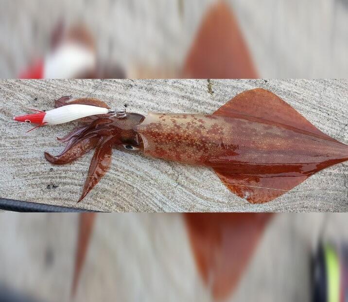 Squid Eging DTD FULL COLOR OITA |COLOR RED |MM 78 3/3