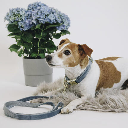 Laisse pour chien Velvet 2m - Kentucky