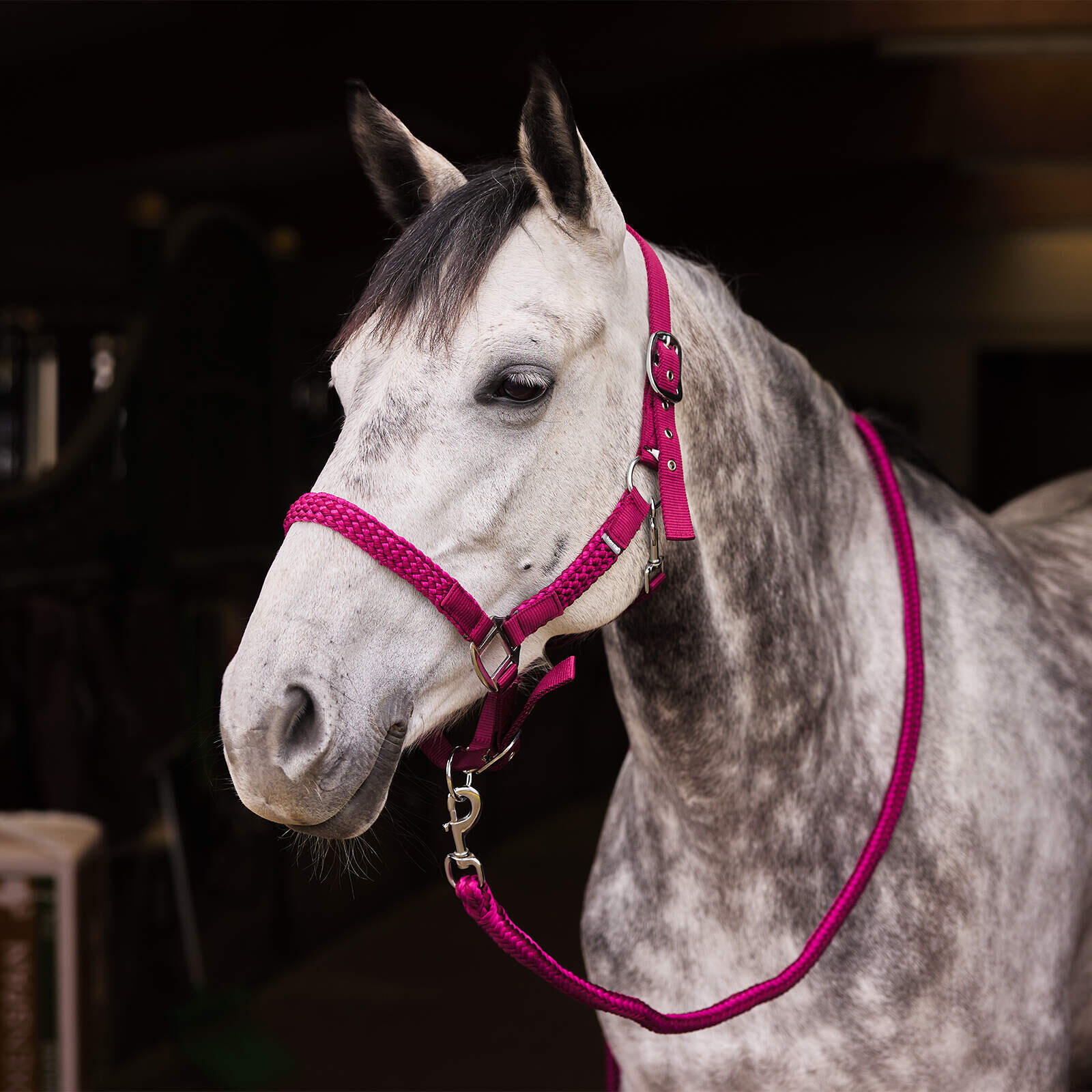 Ensemble licol et longe pour cheval Horze Chicago 2/3