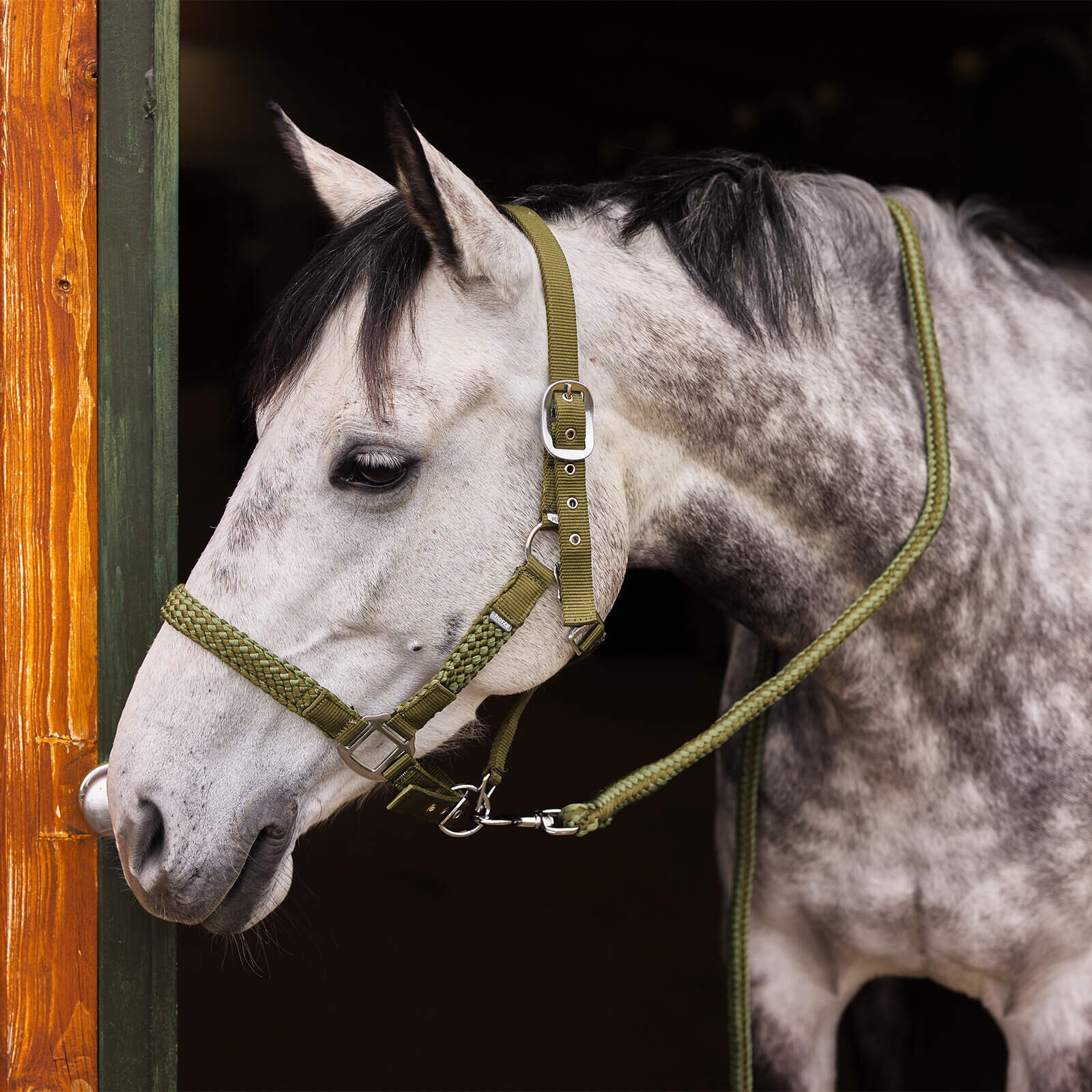 Ensemble licol et longe pour cheval Horze Chicago 3/3