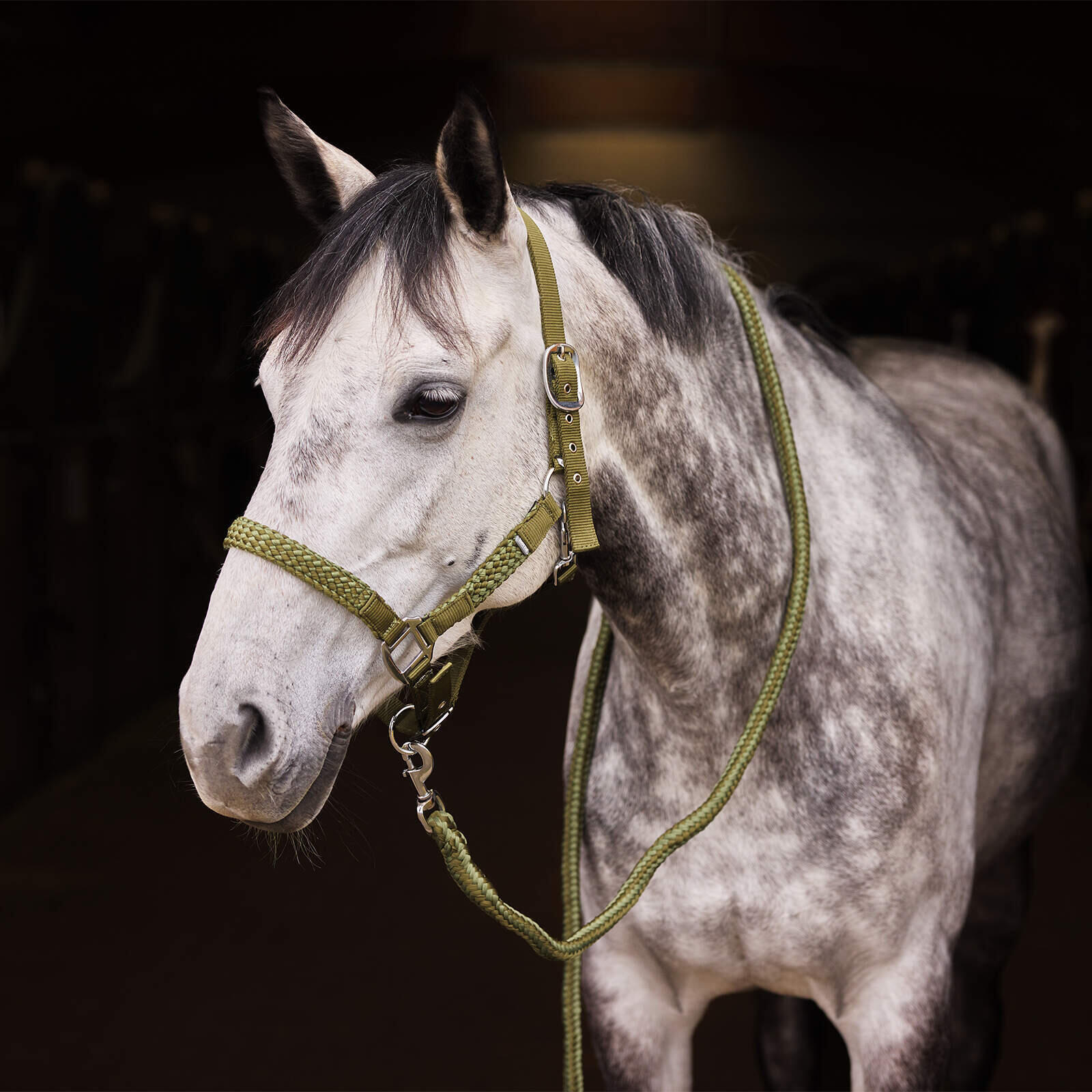 Ensemble licol et longe pour cheval Horze Chicago 2/3