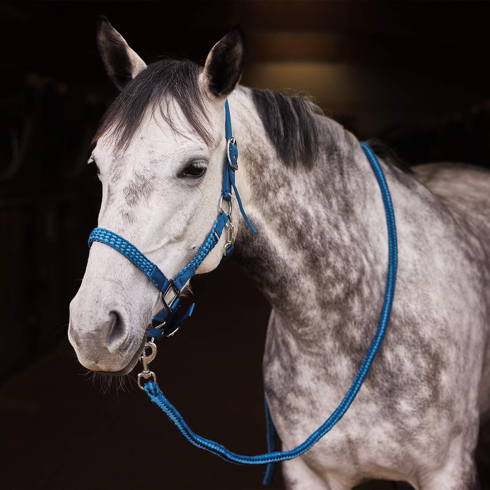 Ensemble licol et longe pour cheval Horze Chicago 2/4