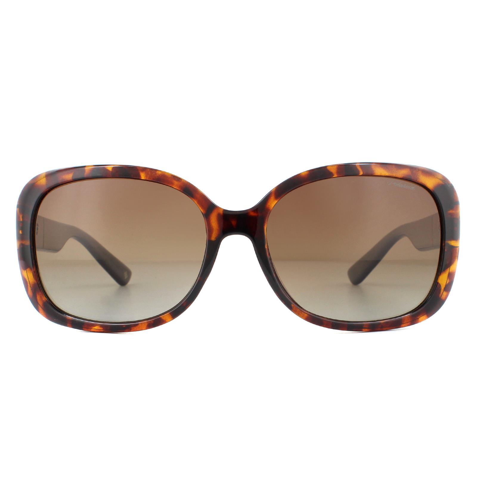 Polaroid Butterfly Womens Havana Brown Gradient Polarized Sunglasses