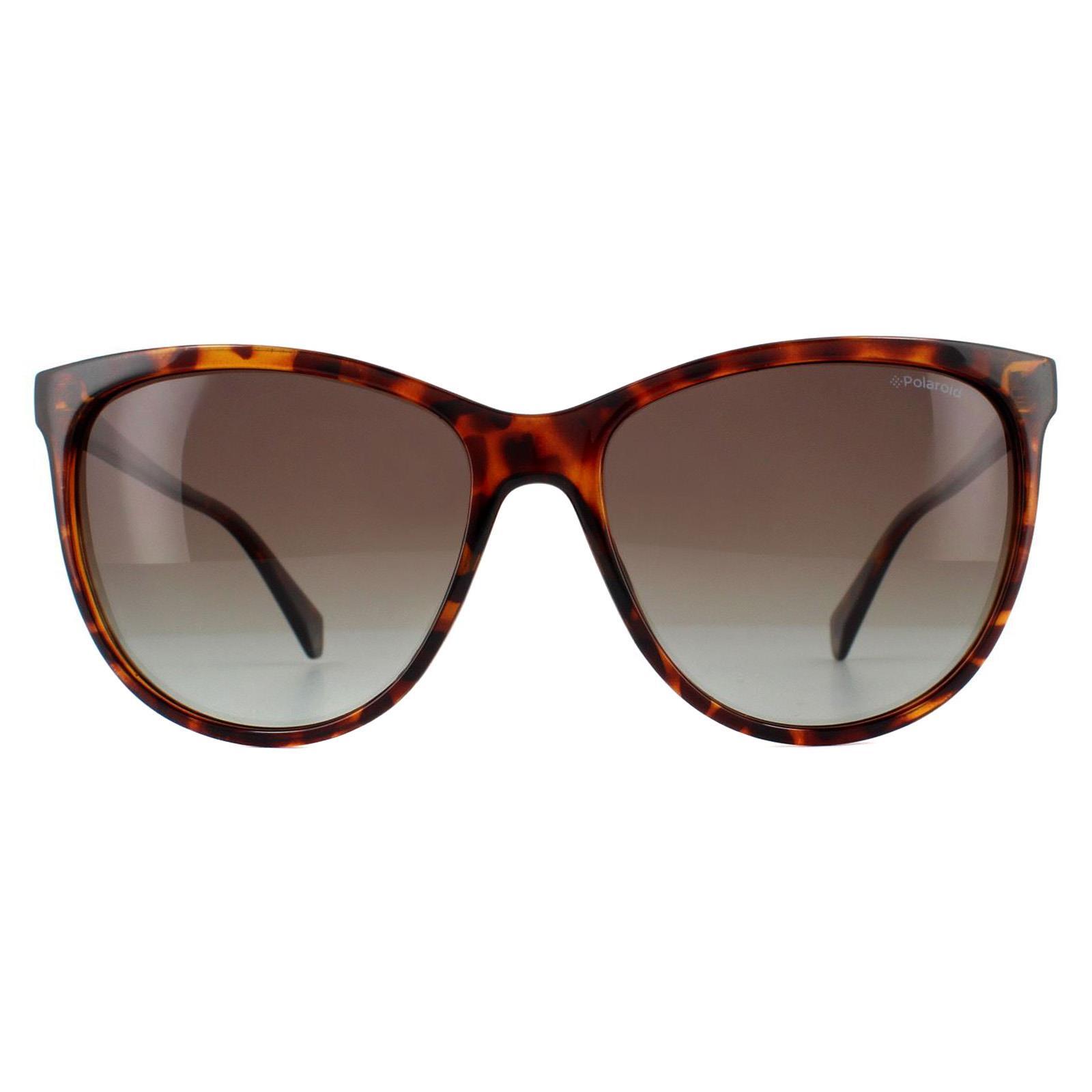 Polaroid Square Womens Dark Havana Brown Polarized Sunglasses