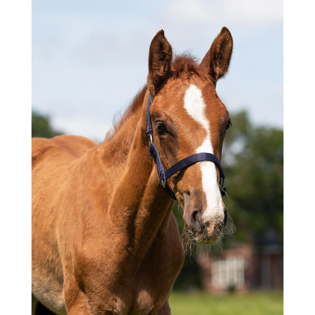 Halter for foal Q-essentials 2/2