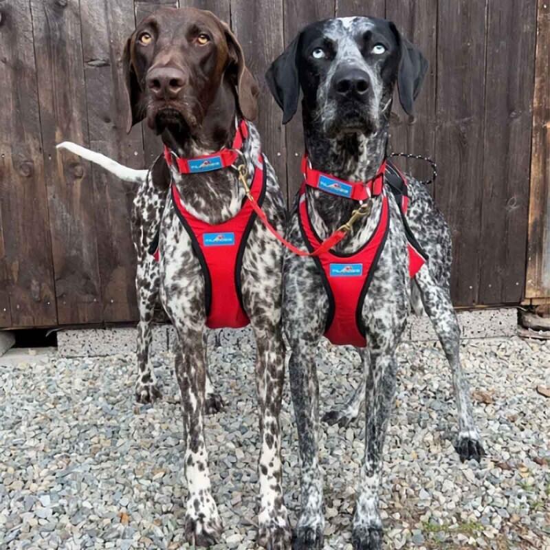 Collier pour chien Summit
